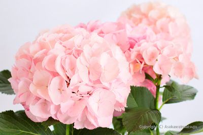 カタログ用商品撮影